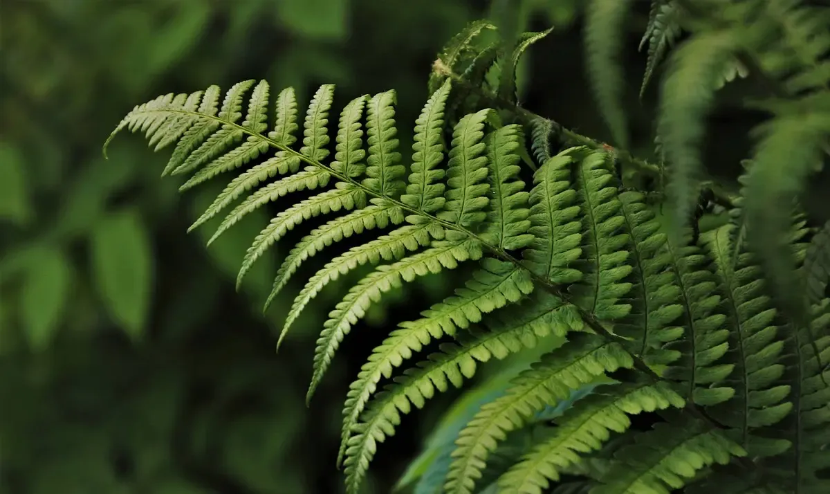 Звуки свежего леса