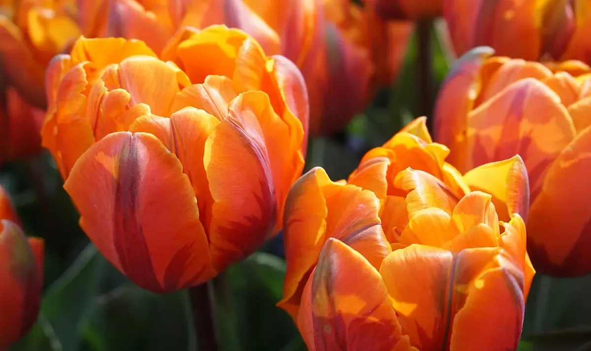 Тёплый аромат цветов