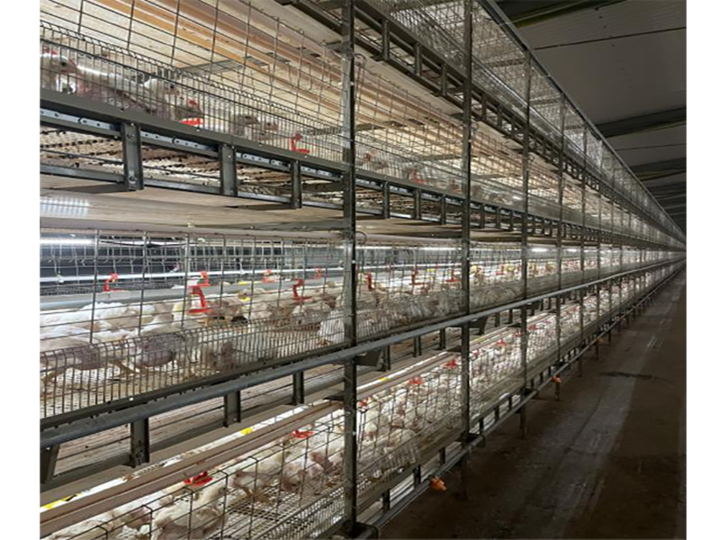 Chicken Manure Processing Technology for Green Farming