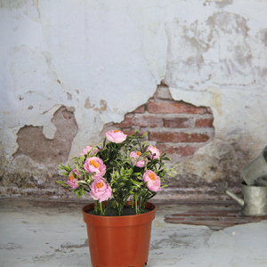 24X11.5Cm Pot artificiel / décoratif avec fleurs pivoine, pot de Plastice