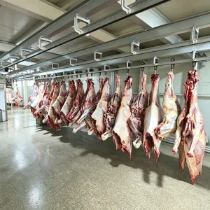 Bone-In Whole Fresh Horse Meat