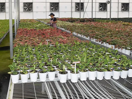 Hot-dip galvanized mesh fixed seedbed