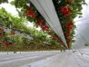 Modern Design Growing Gutter Planting Tank Greenhouse Equipment VegetablesCultivation