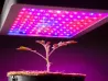 HOT Sale Commercial High Power Indoor Gardening Plant Mushroom Hydroponics Complete Led Lighting for Agriculture Greenhouse