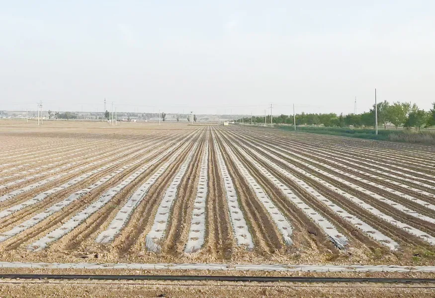 Corn Planting Project of Huisou Agriculture Subsidiary of Runnong Water-saving