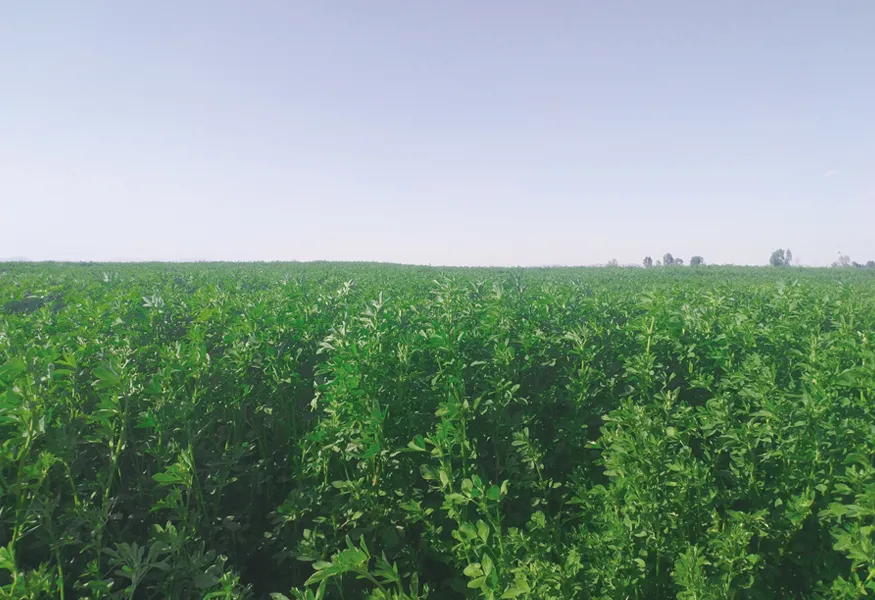 Buried Drip Irrigation Demonstration Area of 10,000 Mu Alfalfa Field, Liuba Township, Yongchang County, Gansu Province