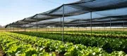 High Density Sunshade Net for Farm Vegetable Shading
