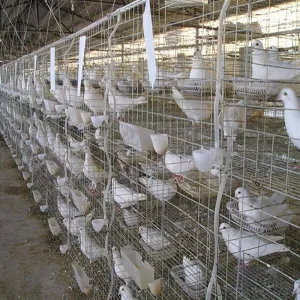 Manual Pigeon Cage