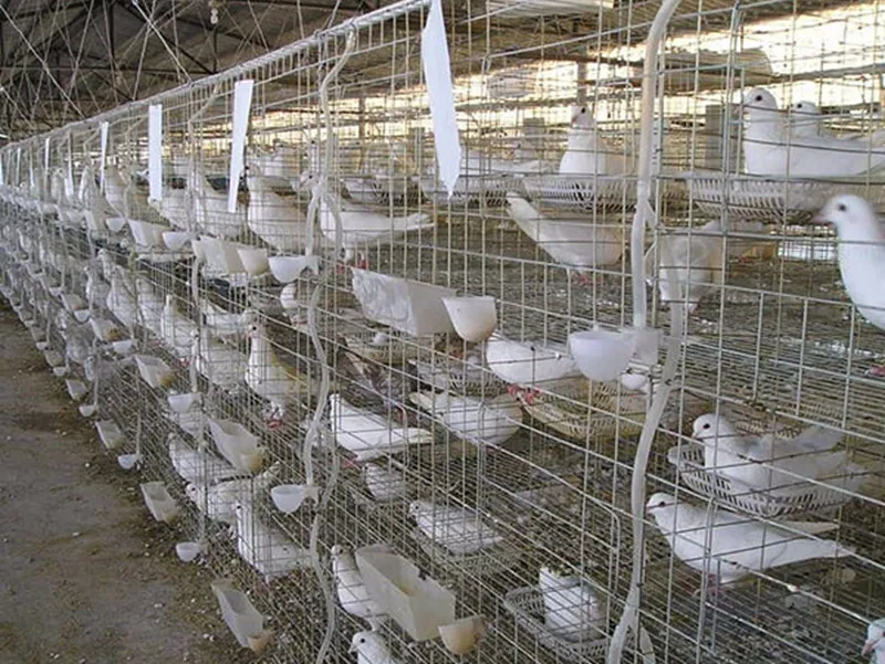 Manual Pigeon Cage