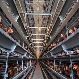 Automatic A Type Layer Cage