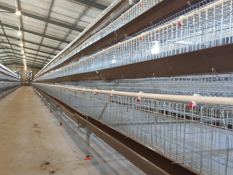 Broiler Cage Price