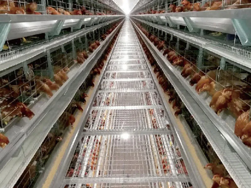 Automatic Chicken Feeding System