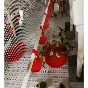  Breeder Feeding Equipment