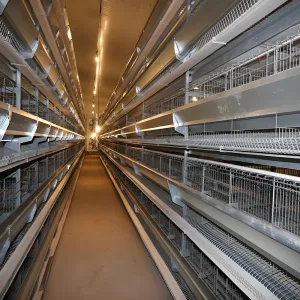 Layer Chicken Rearing Cage