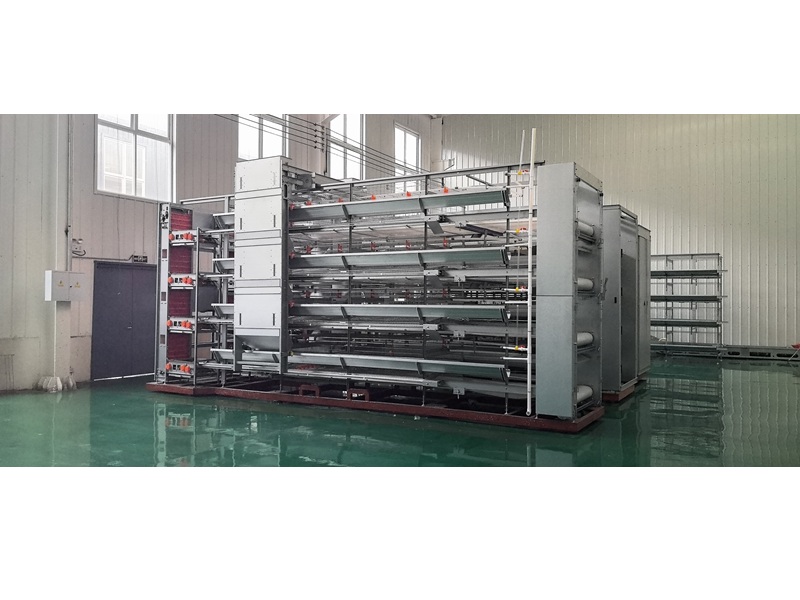 High-Performance Broiler Chicken Cages for Poultry Farms