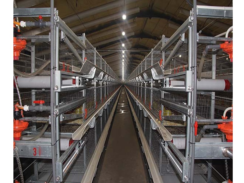 Eco-Friendly Cage Free Poultry Farming Solutions