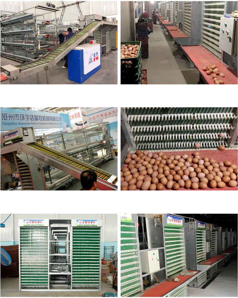 Automatic Egg Collection System