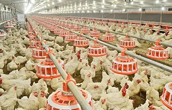 Disc Feed Transport System