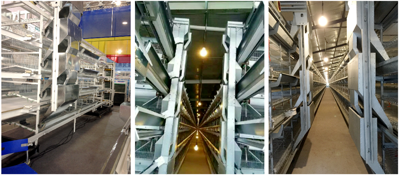 H-type Cage Feeding Machine