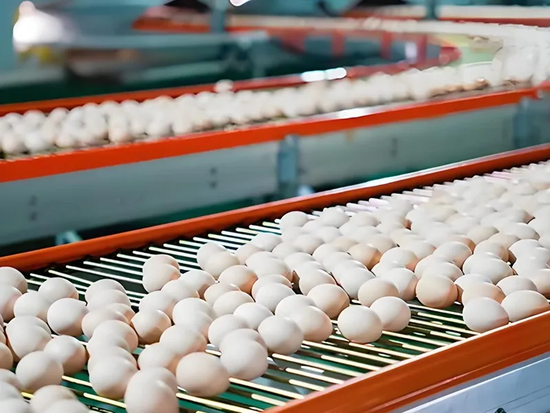 Egg Size Grading Machine