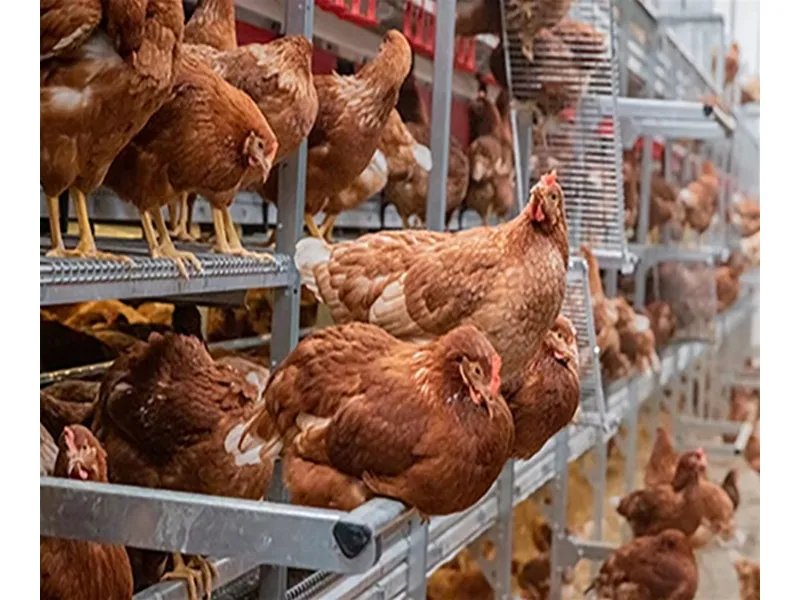 Egg Production Equipment