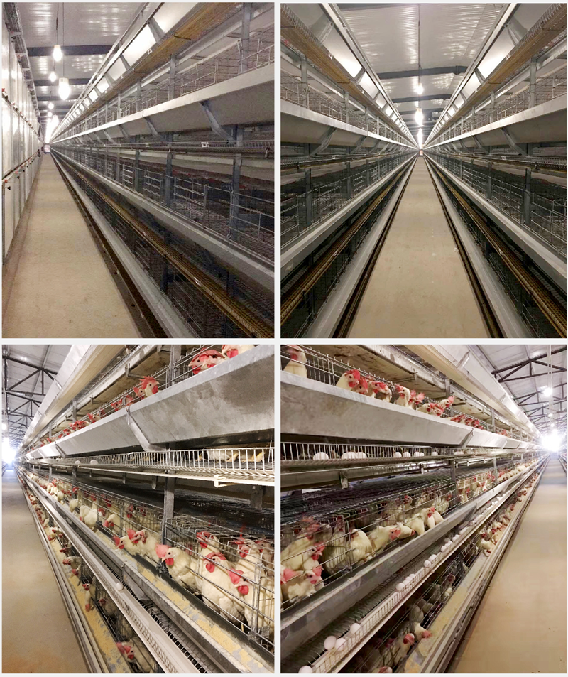 Egg-laying Hen Farming Equipment