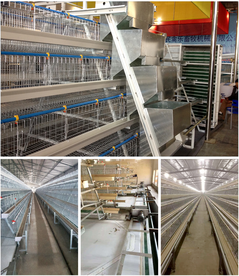 Stepped Layer Hen Cage Rearing Equipment