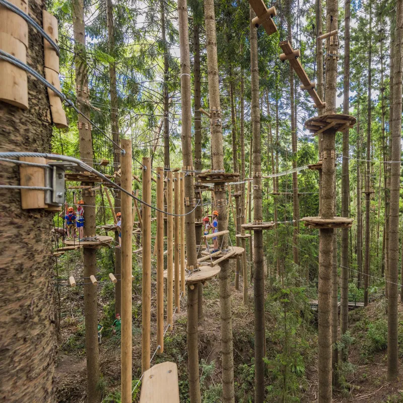 Forest tree exploration experience for all age groups