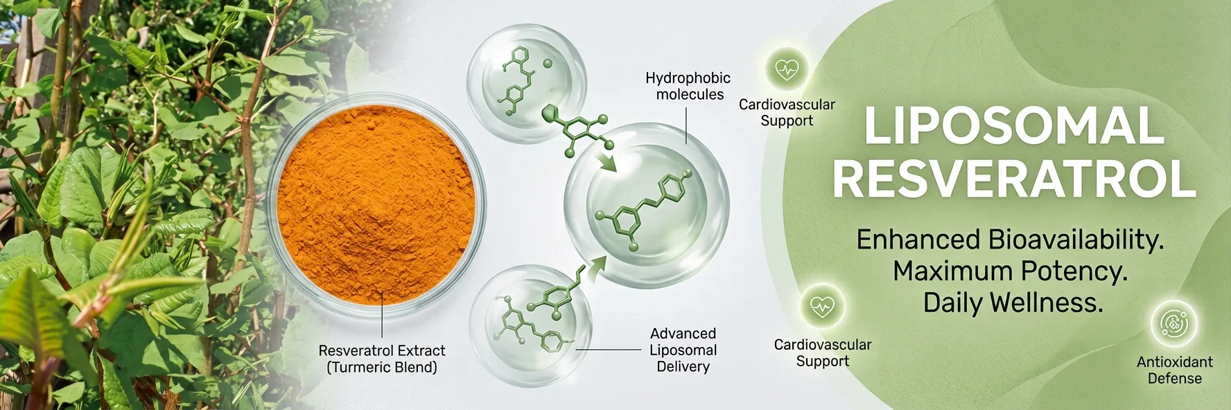 Resv&eacute;ratrol liposomal