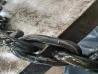Welded Alloy Steel Lifting Loading Chain for Heavy Industry