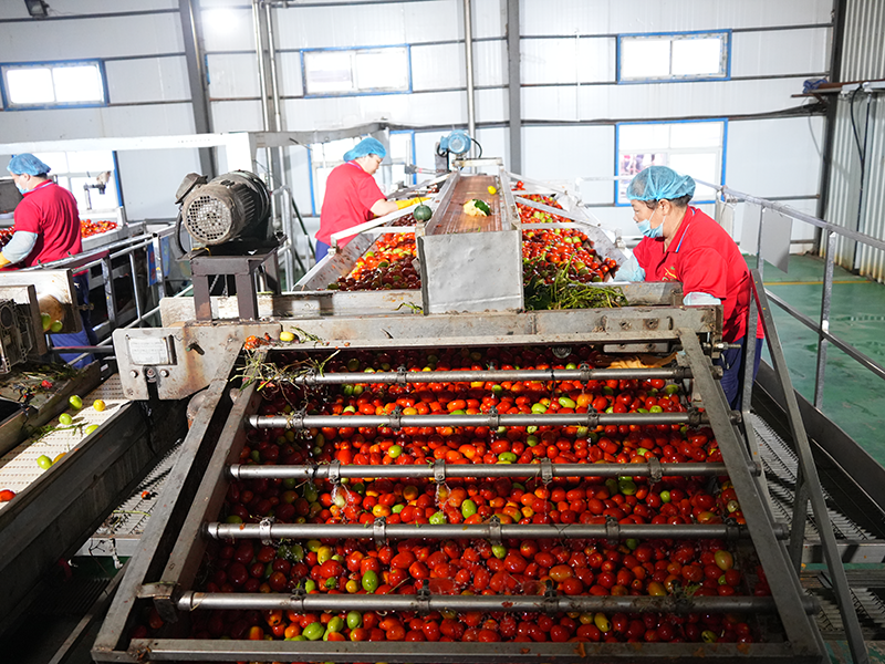 Tomato Paste Production