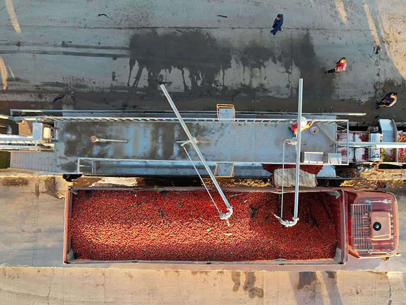 Canned Tomato Paste
