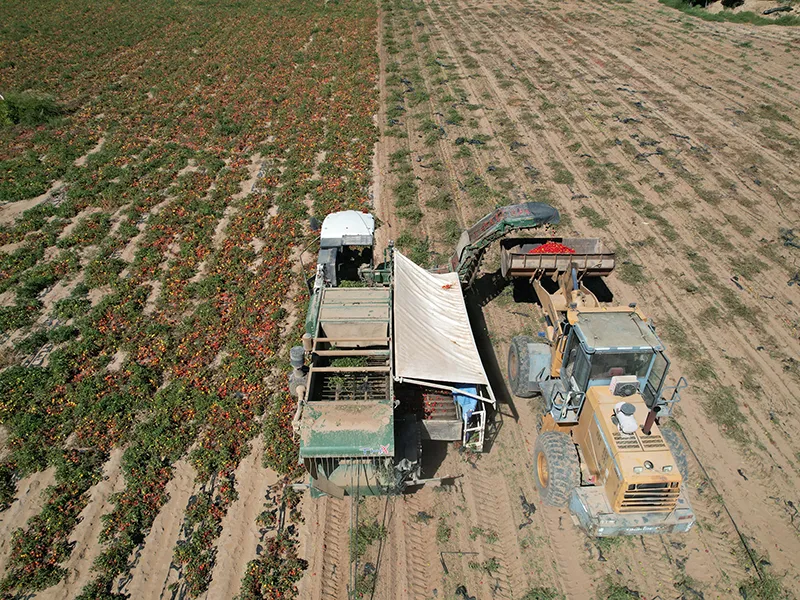 Tomato field