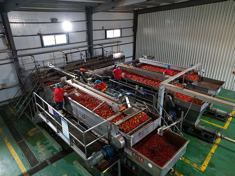 How Canned Tomato Paste Is Made: Industrial Processing Explained