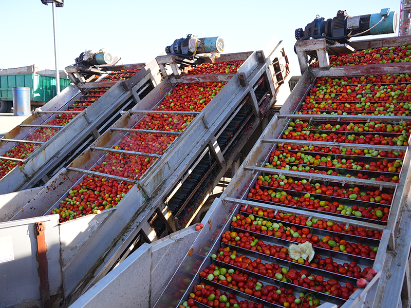 High-Quality Canned Tomatoes