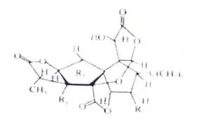 Gingko biloba extrct P.E.