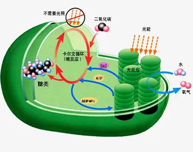 碳中和