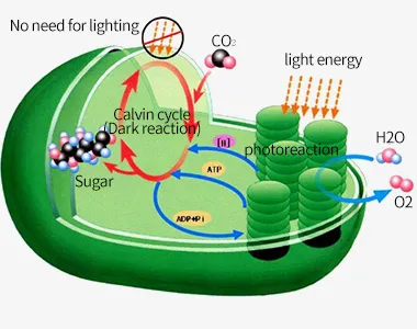 Carbon neutrality